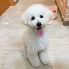 ☆小新店アイドル犬　響です☆